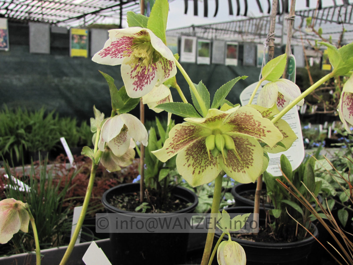 Helleboris orientalis weiss+rote Zeichnung.JPG